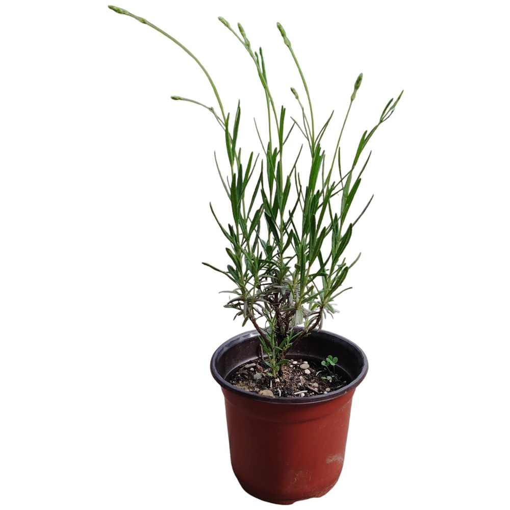 Lavanda, H 20 cm