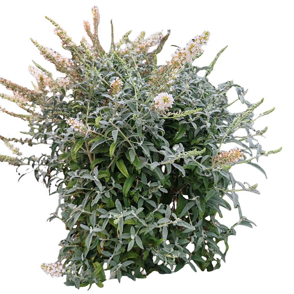 Buddleia Davidii, H 70 cm
