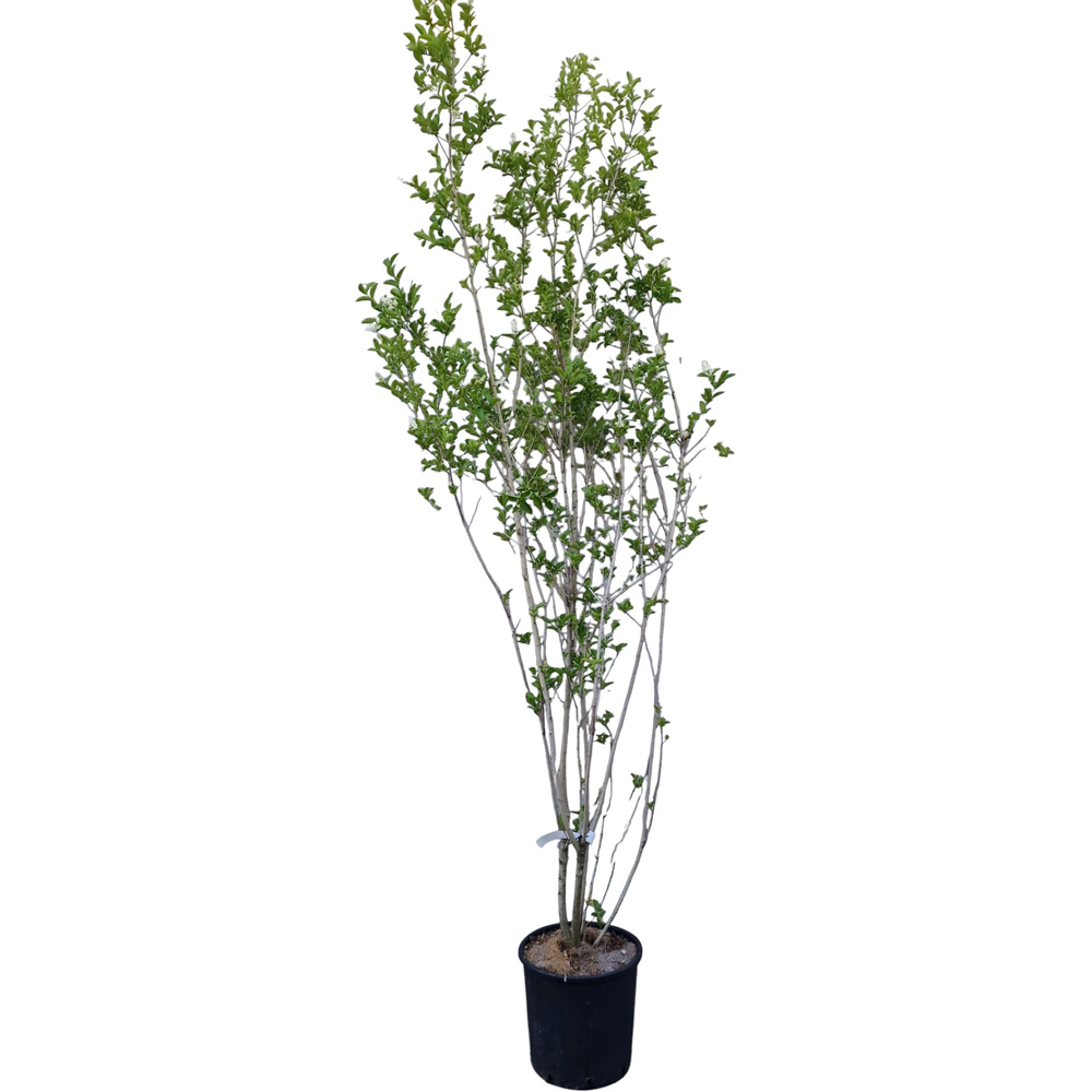 Lemn cainesc (Ligustrum Ovalifolium), H 200 cm