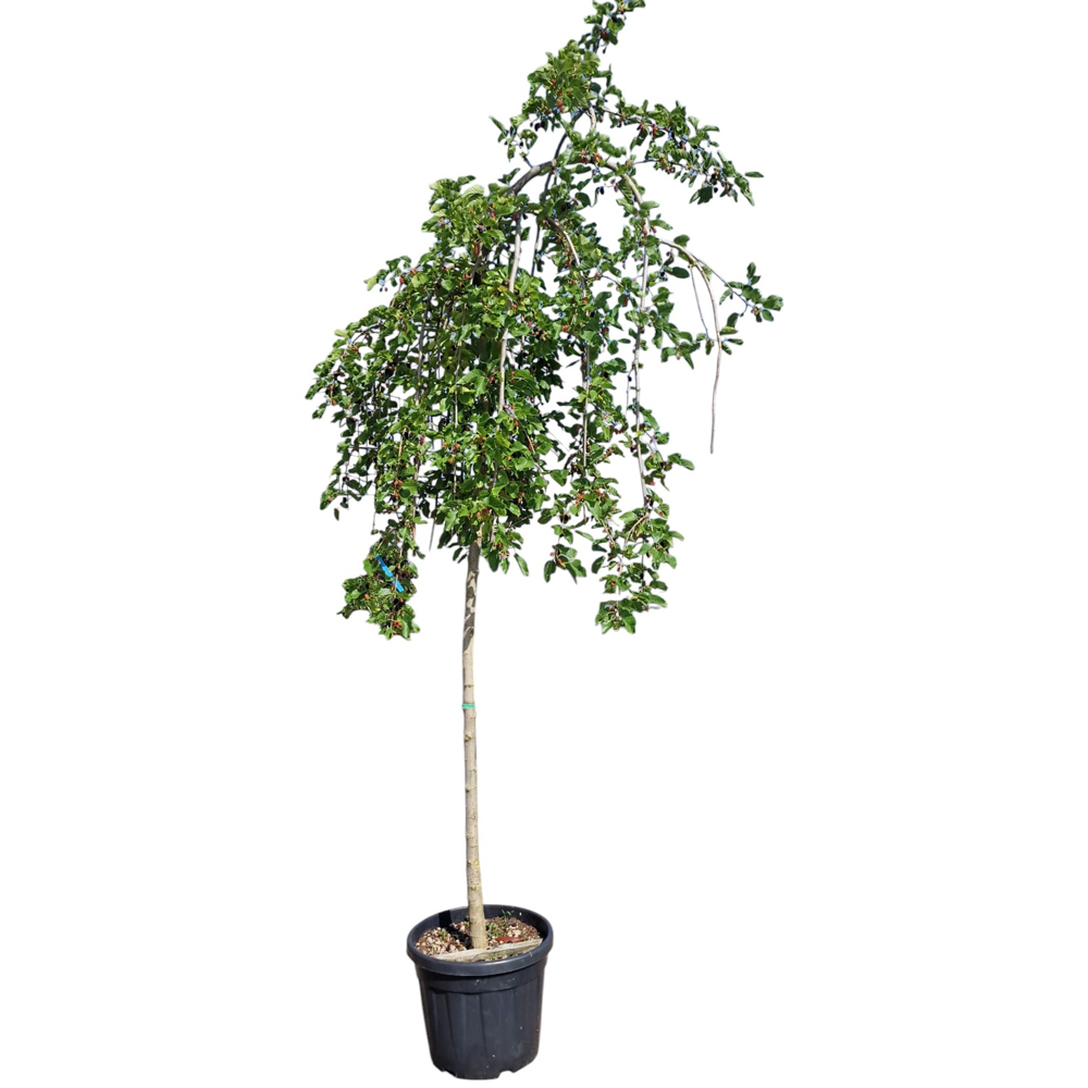 Dud (Morus Pendula), H 200 cm