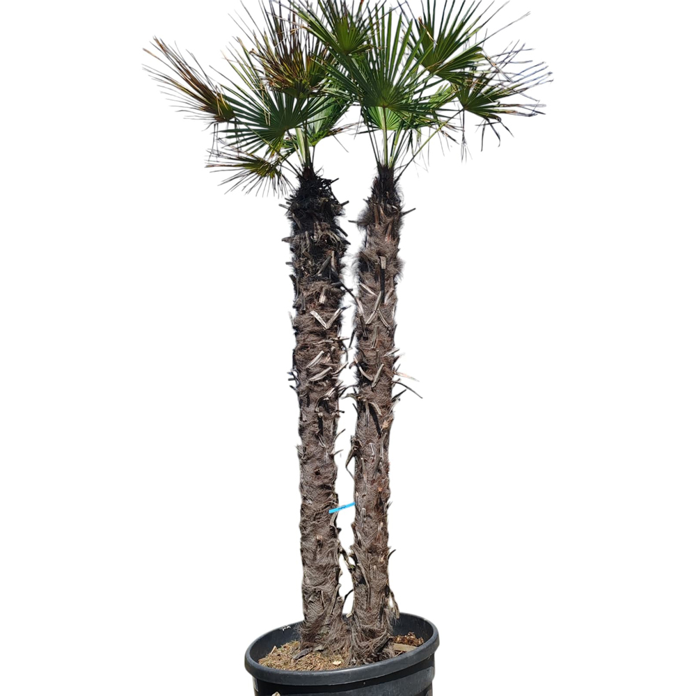 Palmier evantai (Chamaerops Excelsa), H 220 cm