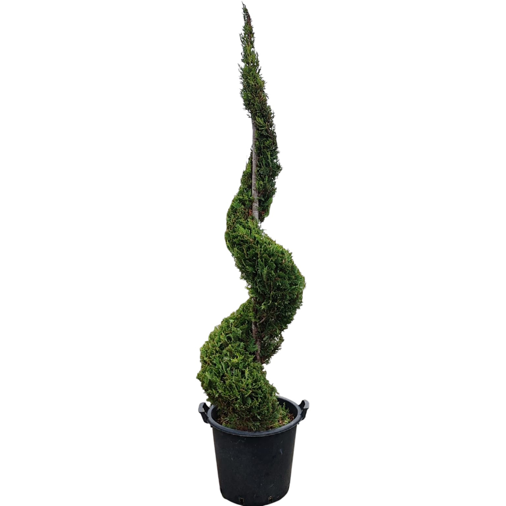 Cupressocyparis Leylandii Spirale, H 2 m