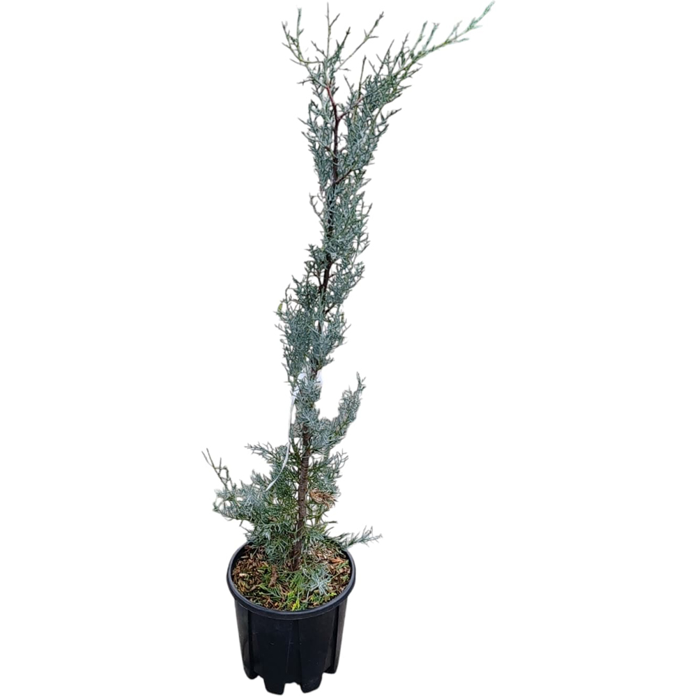 Chiparos Arizonica Fastigiata, H 70 cm
