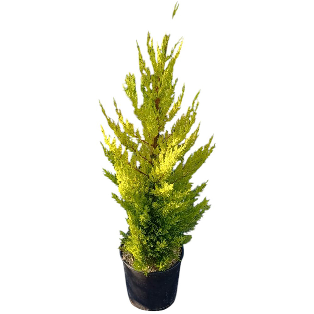 Chiparos lamaita Goldcrest (Cupressus macrocarpa 'Goldcrest'), H 100 cm