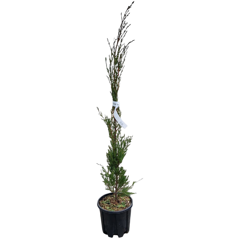 Chiparos Sempervirens Pyramidalis, H 15 cm