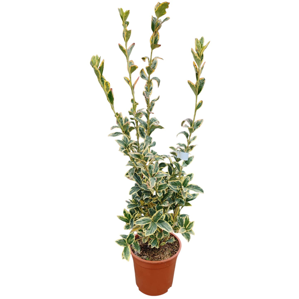 Euonymus Japonicus Bravo, H 35 cm