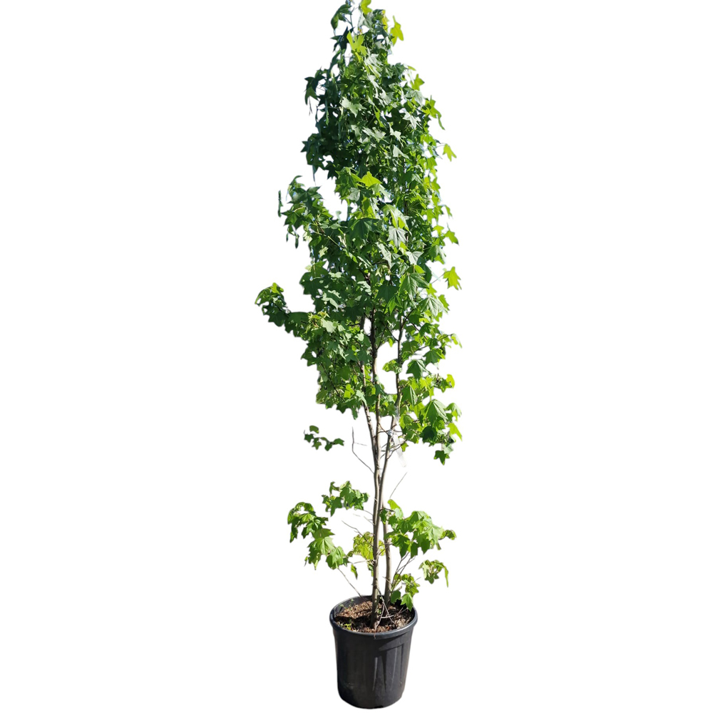 Arbore de guma (Liquidambar Styraciflua), H 250 cm