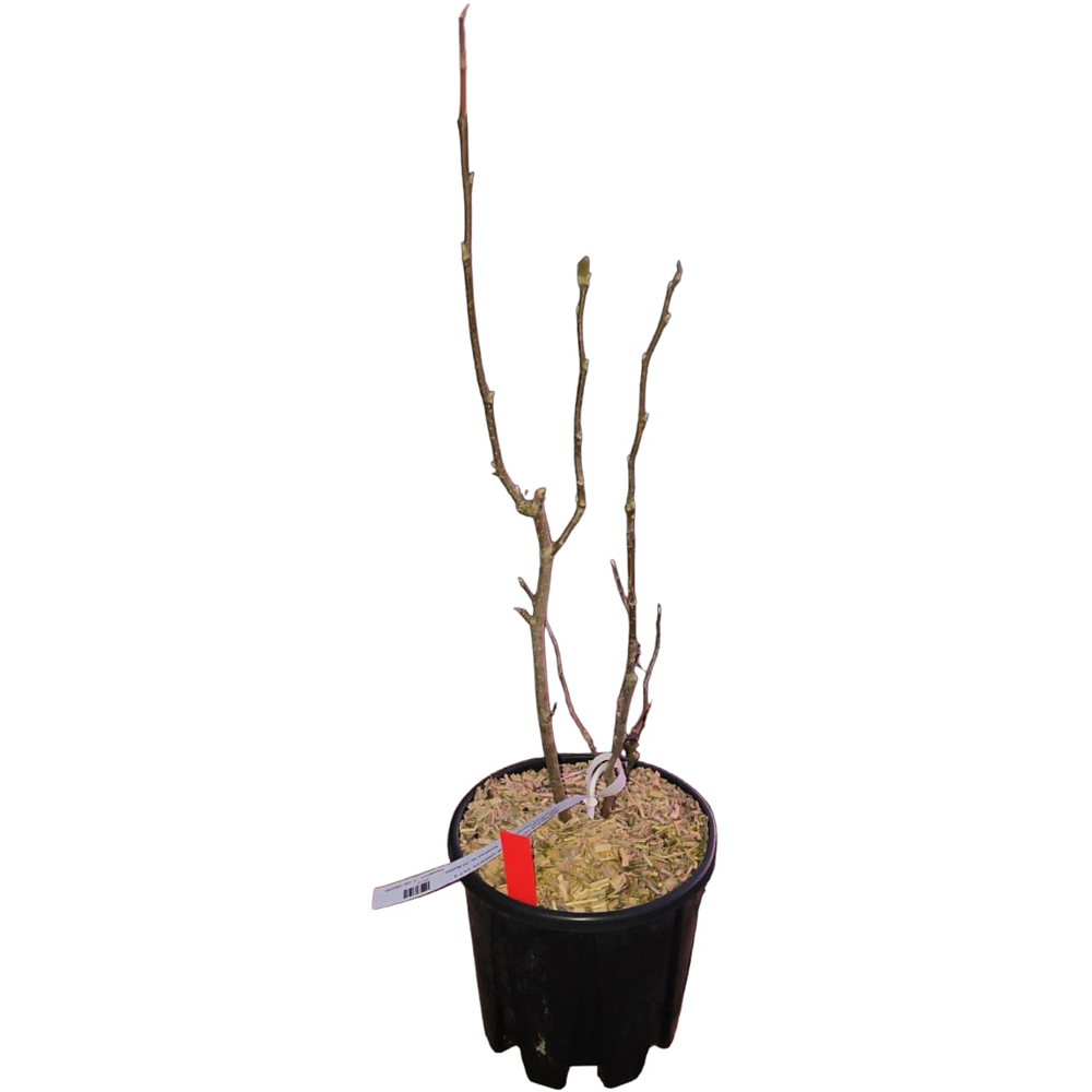 Magnolia Mix, H 50 cm