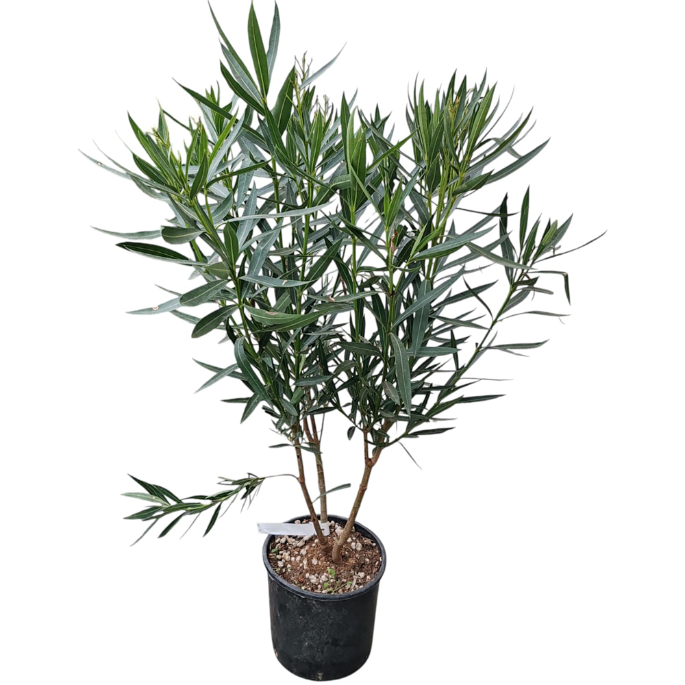 Nerium Oleander, H 70 cm