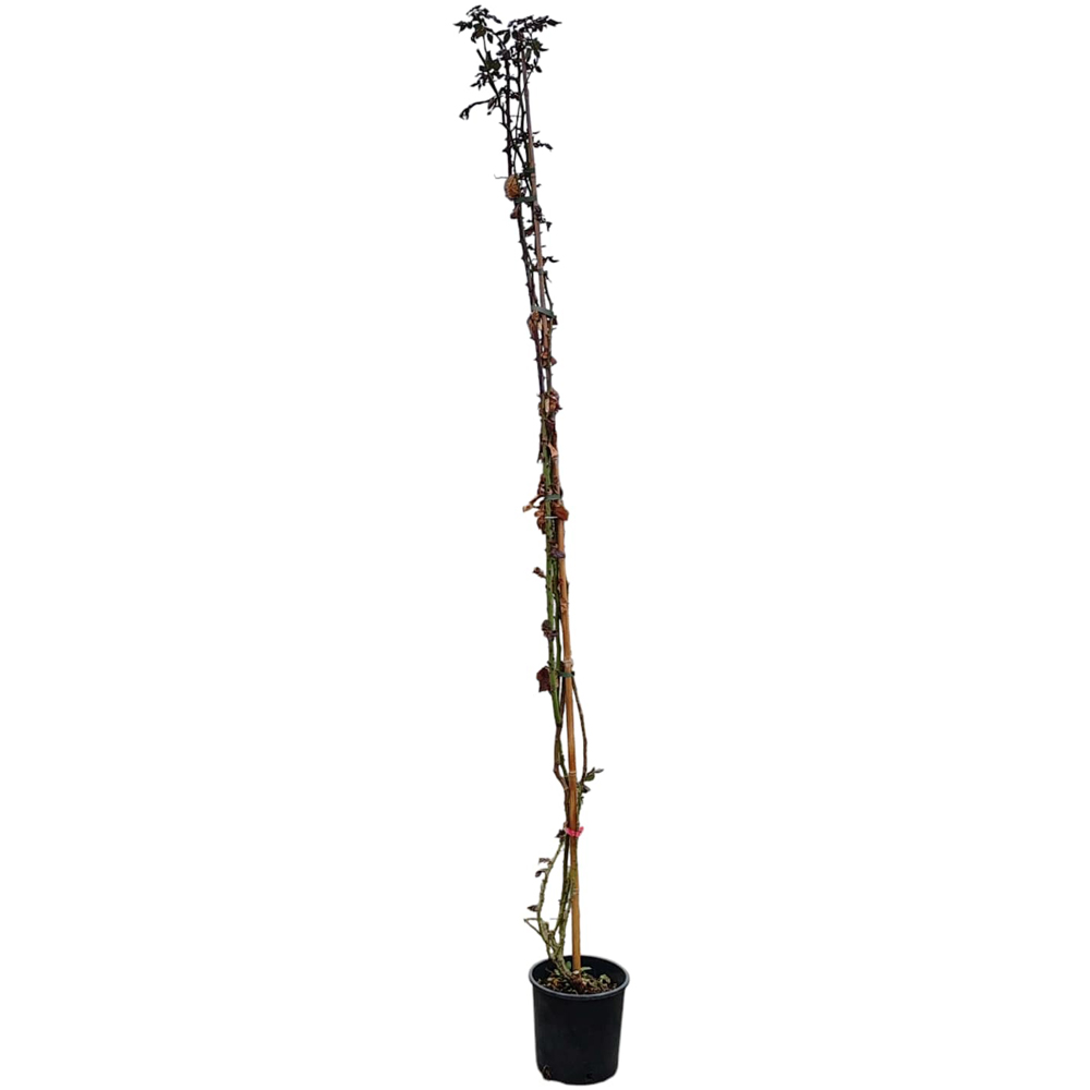 Trandafir catarator Mix, H 1.2 m