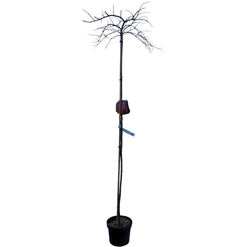 Acer Palmatum Ornatum, H 1.6 m