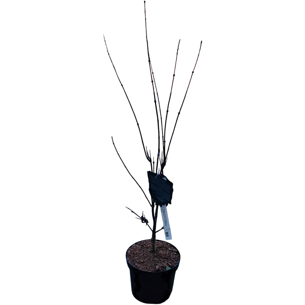 Acer Palmatum Twombly's Red Sentinel, H 1 m