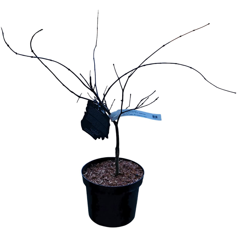 Acer Palmatum Firecracker, H 70 cm