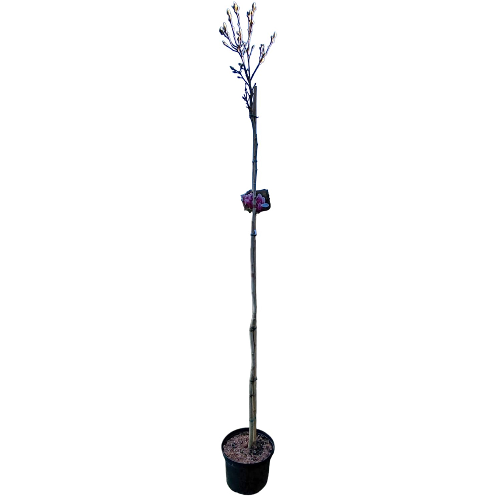 Magnolia Soulangeana Satisfaction, H 1.8 m