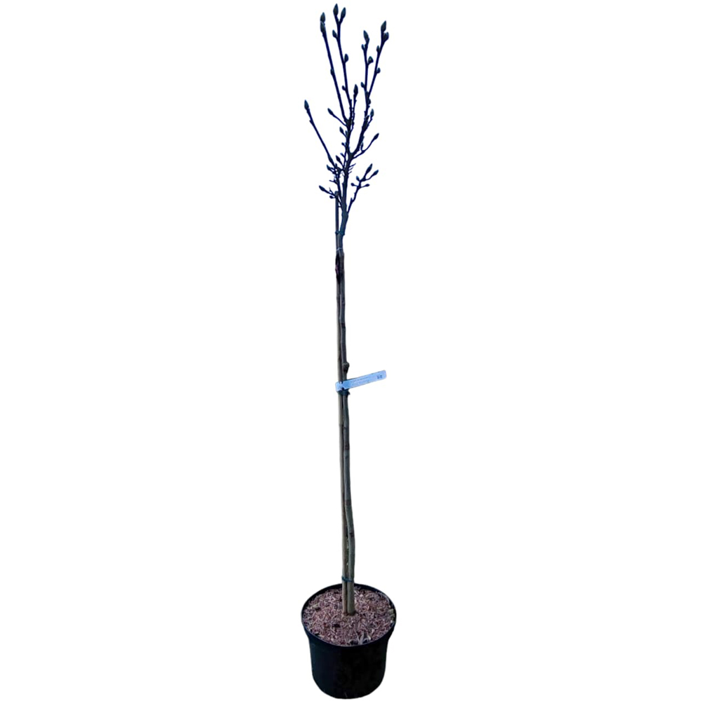 Magnolia Soulangeana Satisfaction, H 1.4 m
