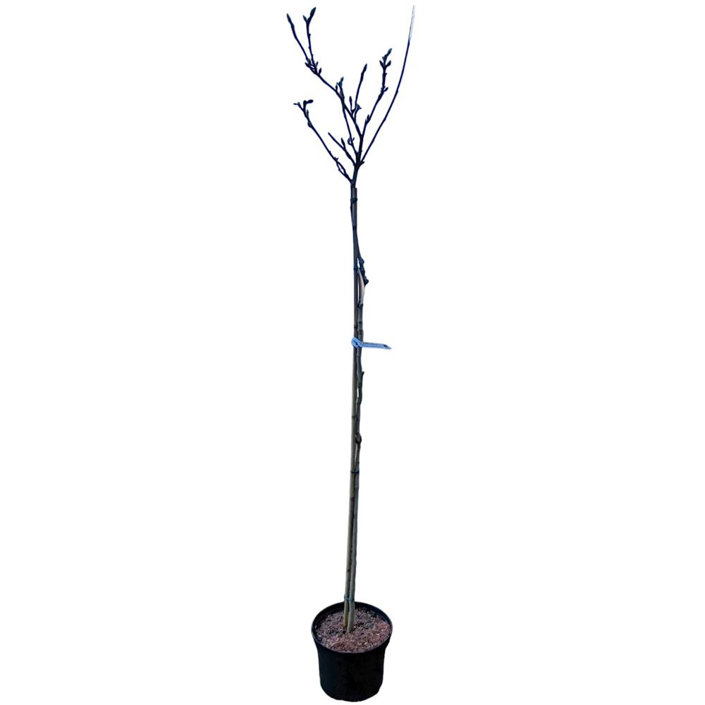 Magnolia March Till Frost, H 1.6 m
