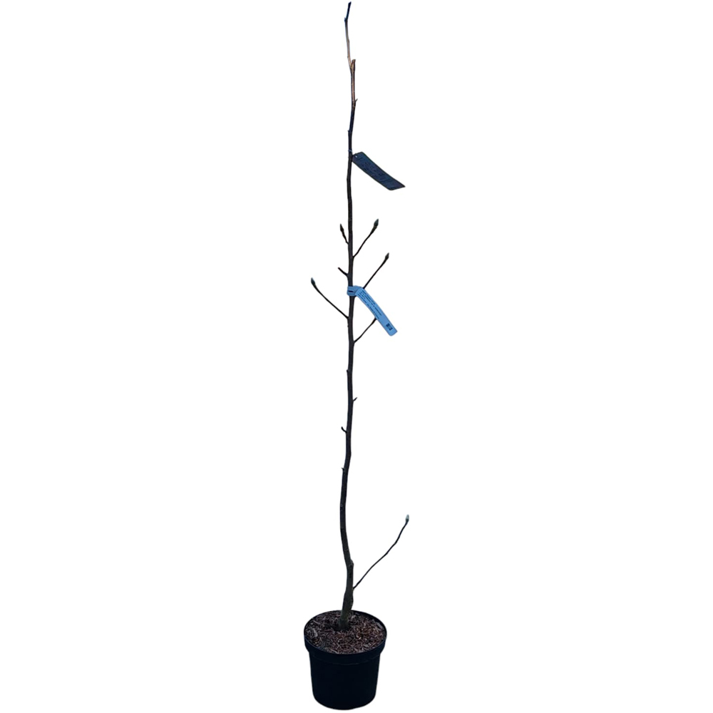Magnolia Cleopatra, H 1.5 m