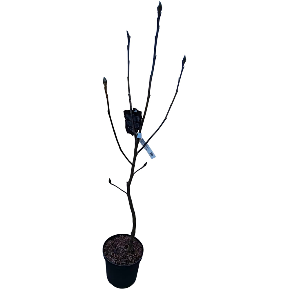 Magnolia Venus, H 1 m