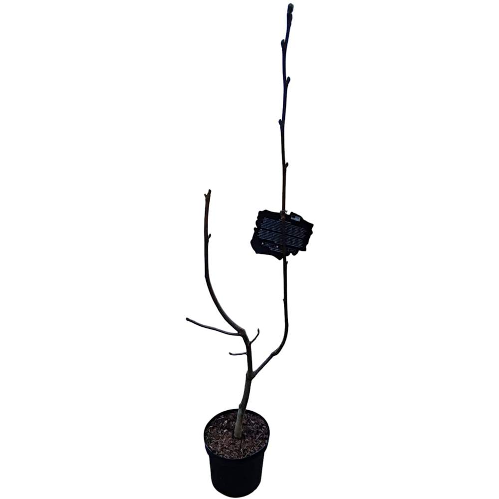 Magnolia Sensations, H 80 cm