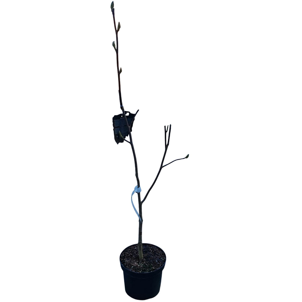 Magnolia Pegasus, H 1 m