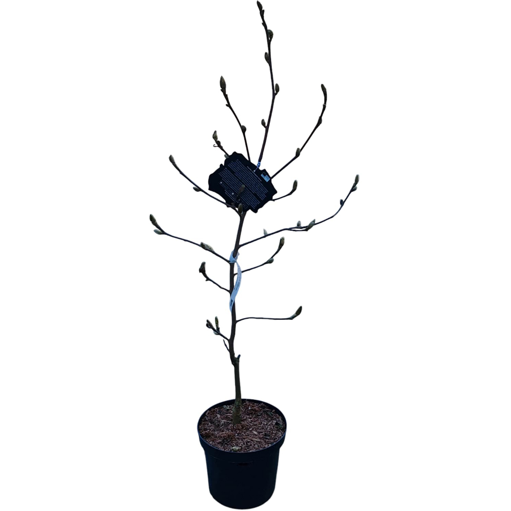 Magnolia Soulangeana Sunrise, H 1 m
