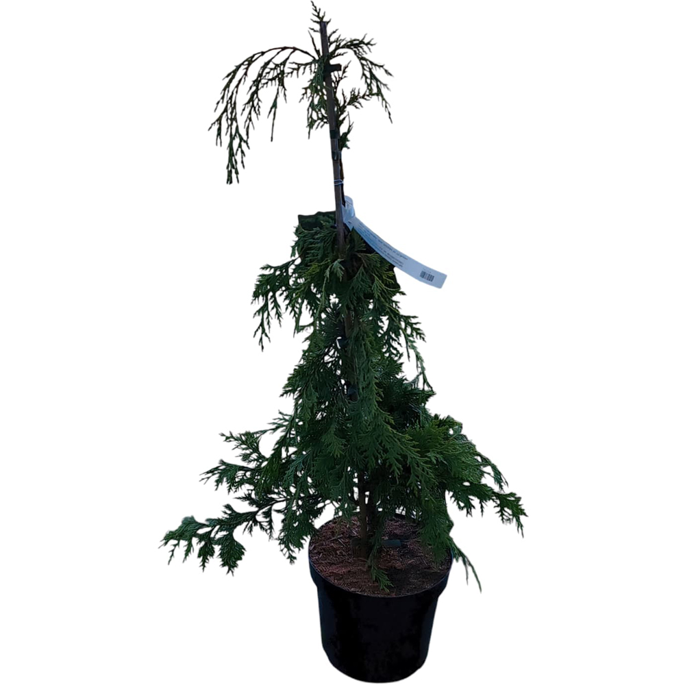 Chamaecyparis Nootkatensis Golden Waterfall, H 70 cm