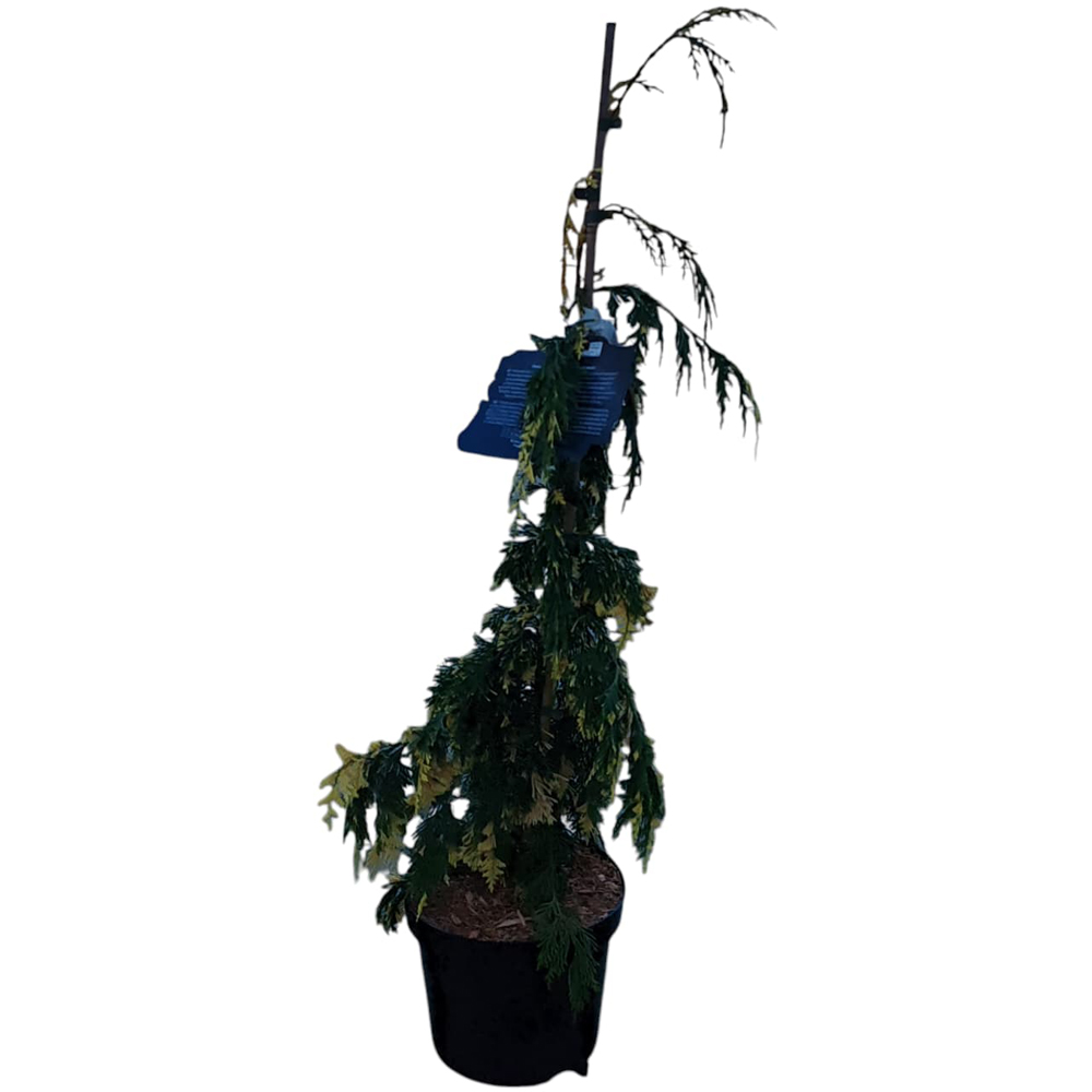 Chamaecyparis Nootkatensis Gloria Polonica, H 70 cm