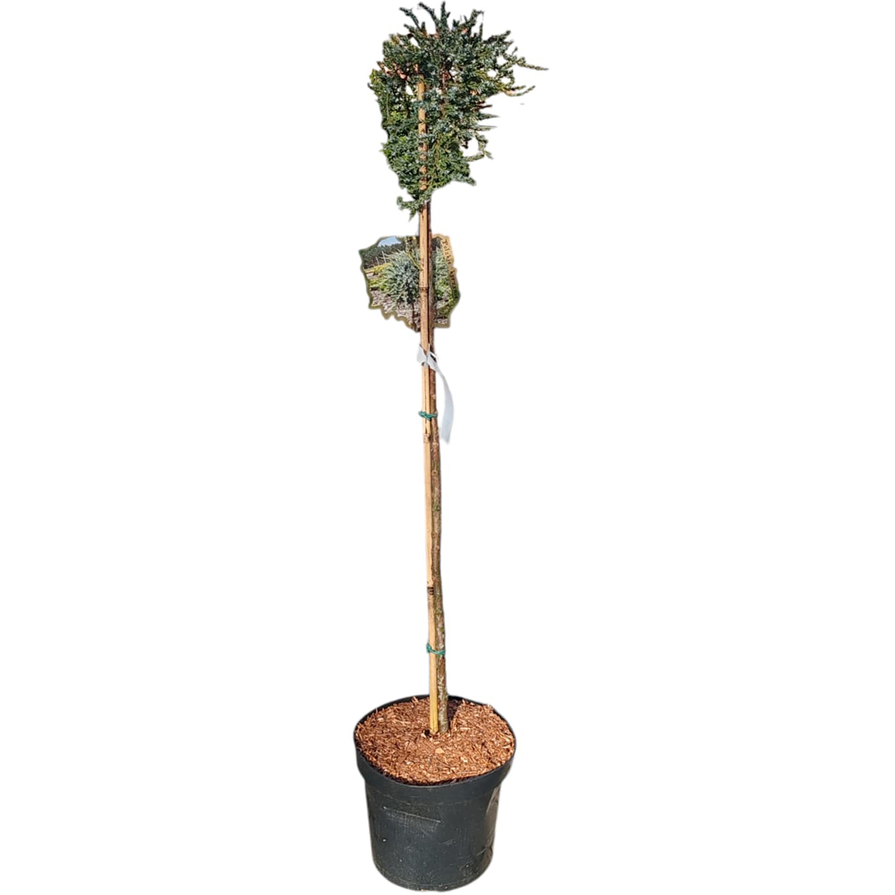 Juniperus Communis Sibrica, H 1 m