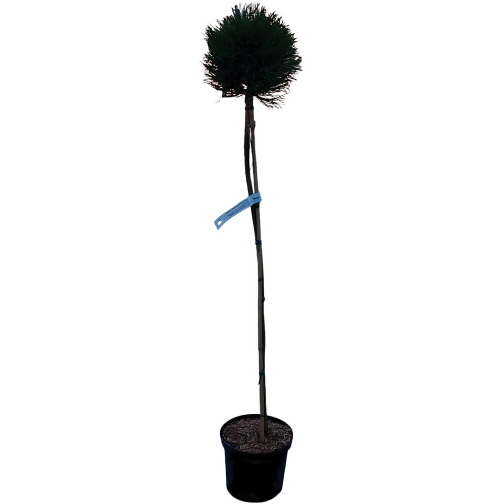 Pinus Nigra Cebennensis Nana, H 1.2 m