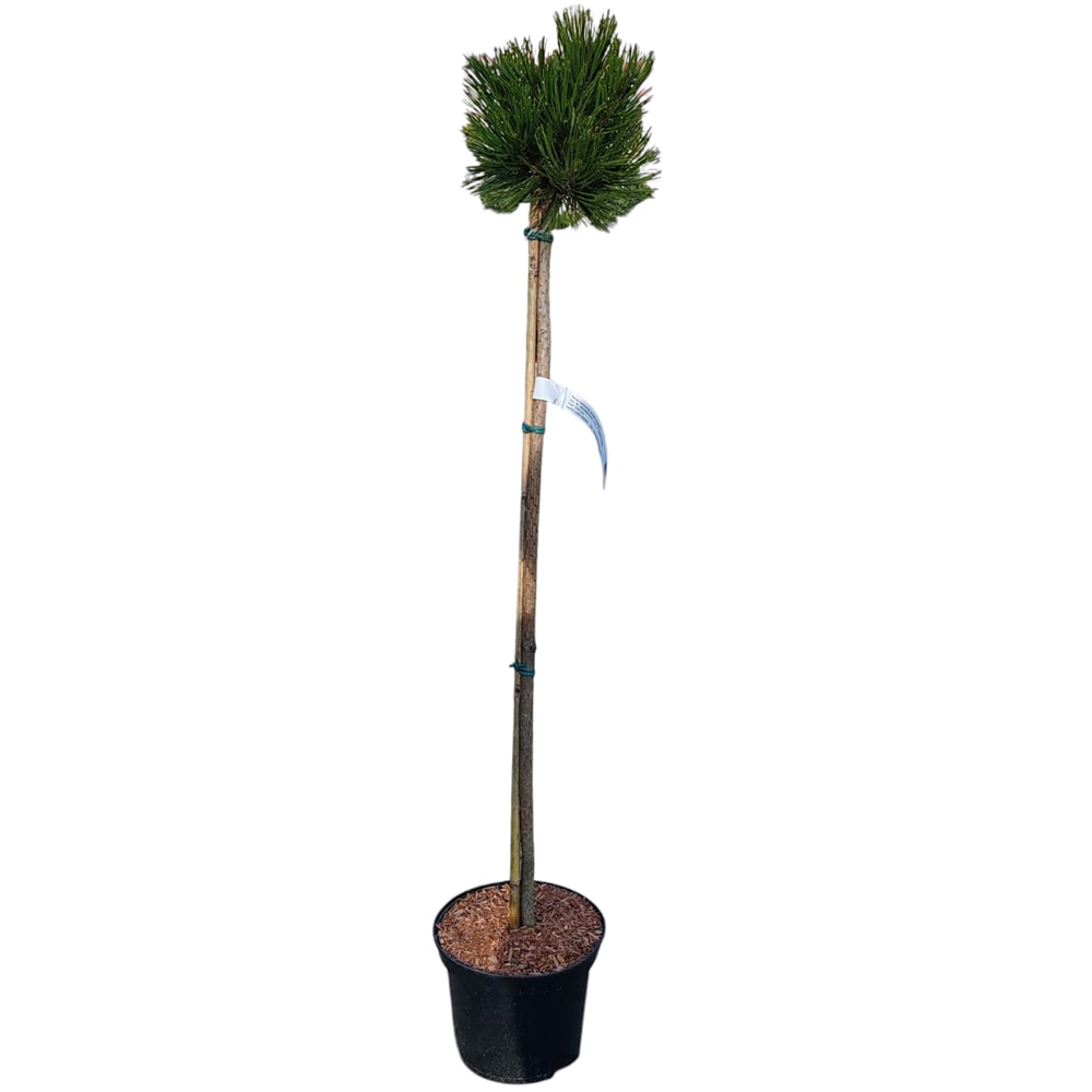 Pinus Heldreichii Smidtii, H 80 cm