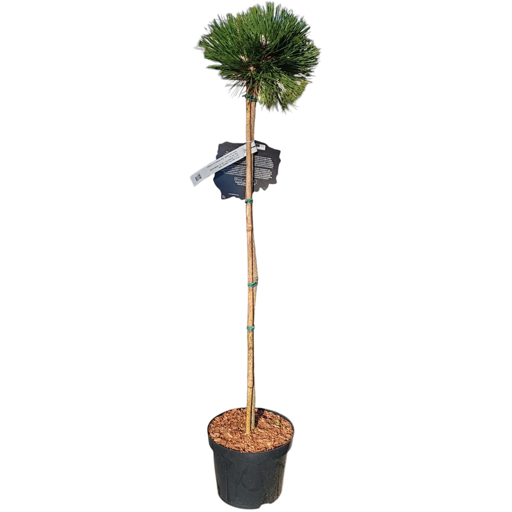 Pinus Nigra Pinc, H 80 cm