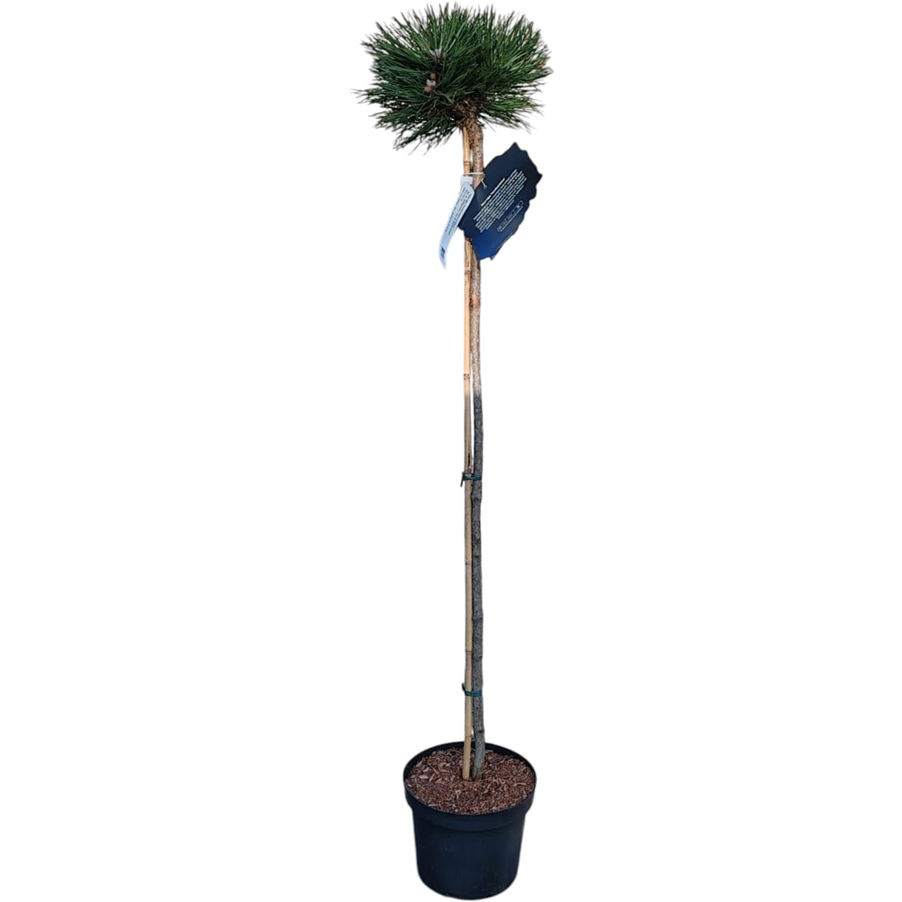 Pinus Nigra H ornibrookiana, H 1.1 m