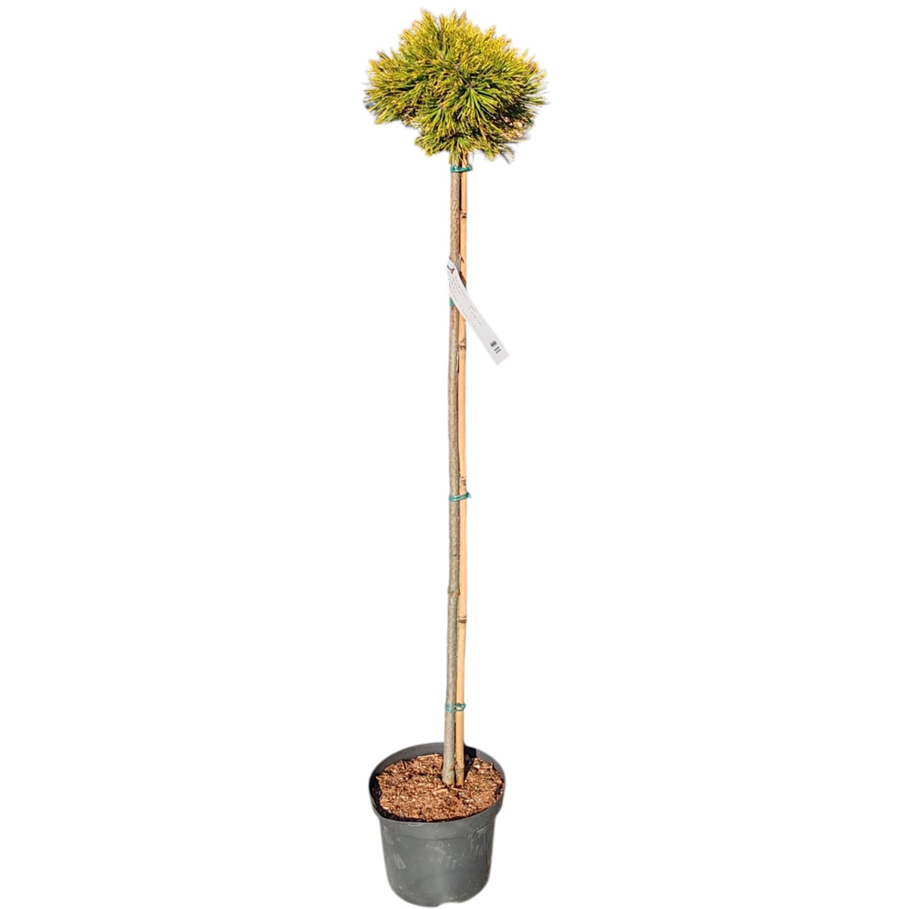 Pinus Mugo Wintersonne, H 1.2 m