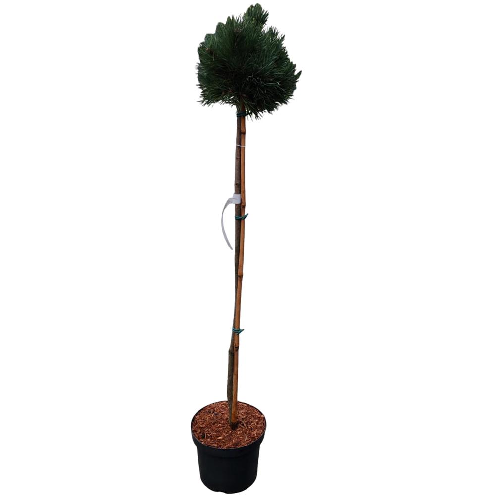 Pinus Sylvestris Fresha, H 80 cm