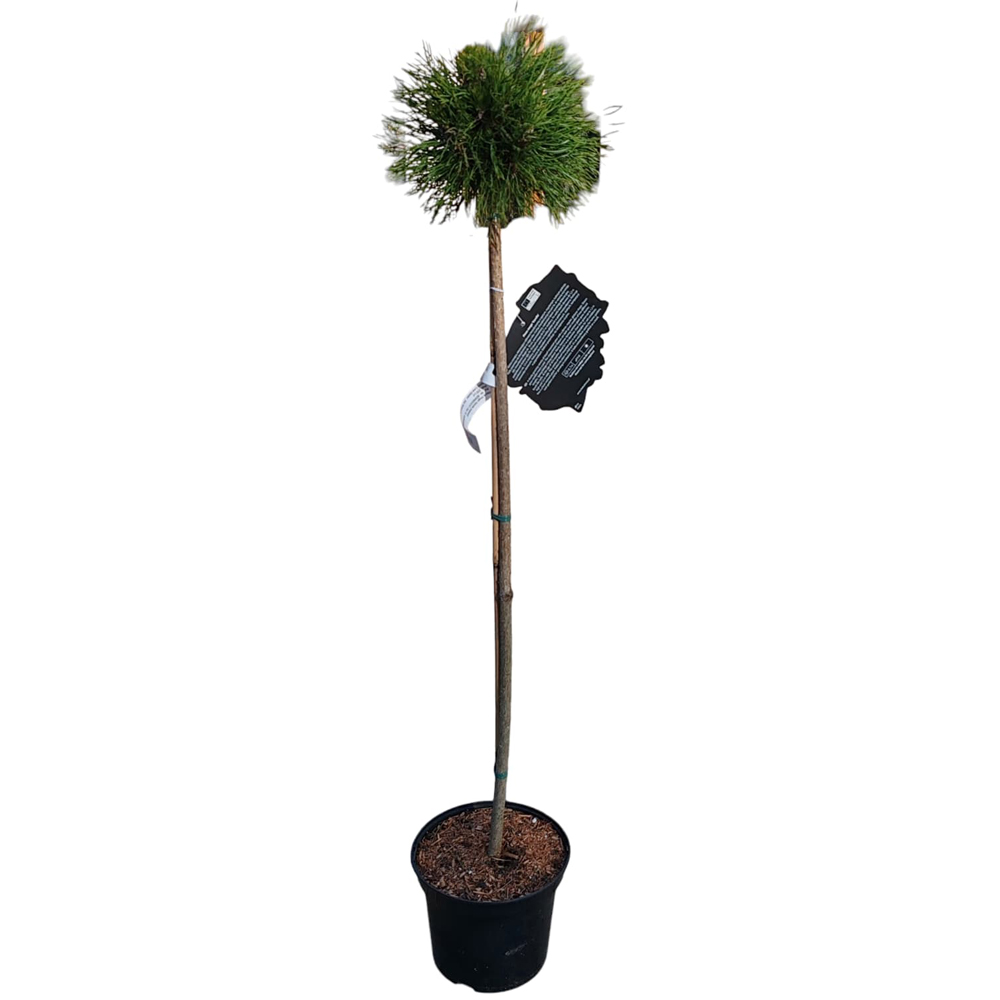 Pinus Mugo Varella, H 20 cm