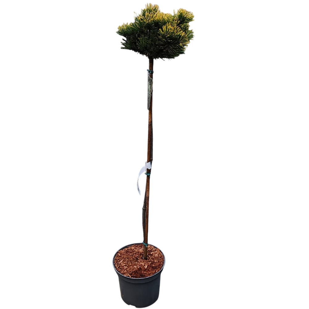 Pinus Uncinata, H 90 cm