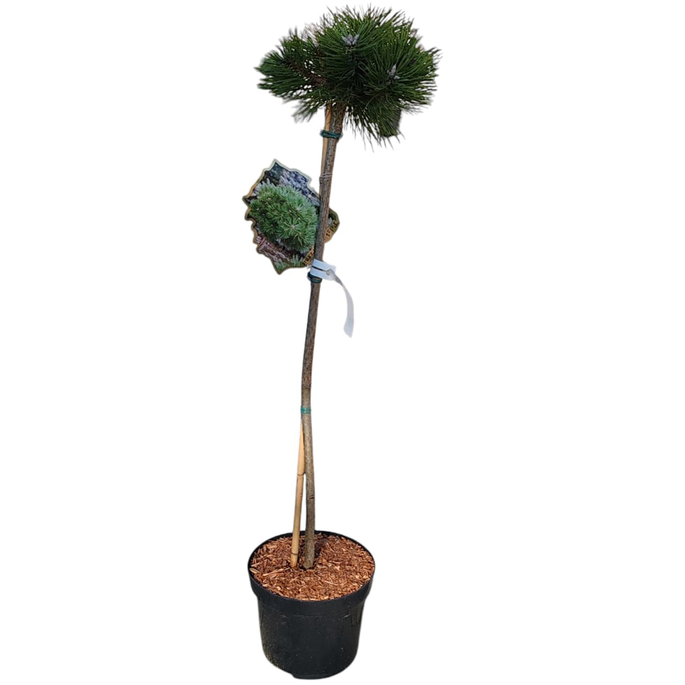 Pinus Nigra Agnes Bregeon, H 80 cm