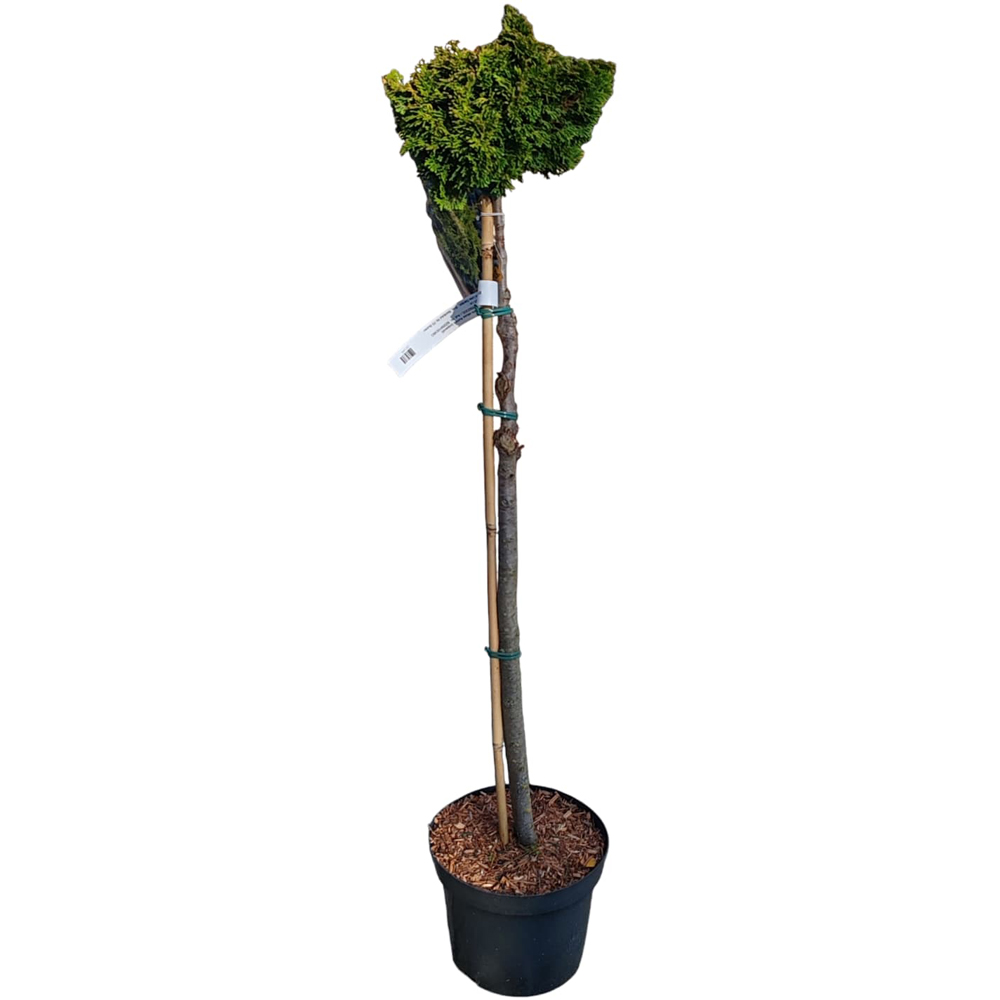 Conifer Ornamental Chamaecyparis Obtusaaur, H 80 cm