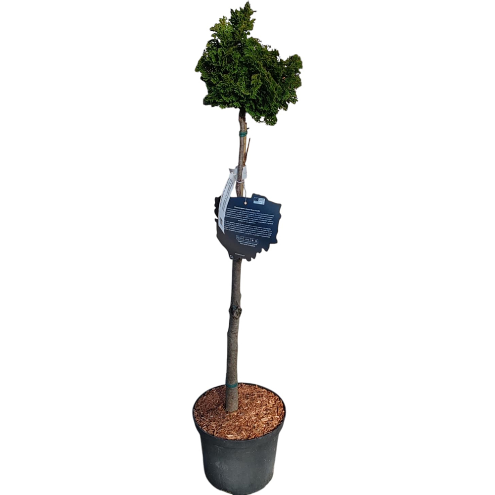 Conifer Ornamental Chamaecyparis Obtusanan, H 80 cm