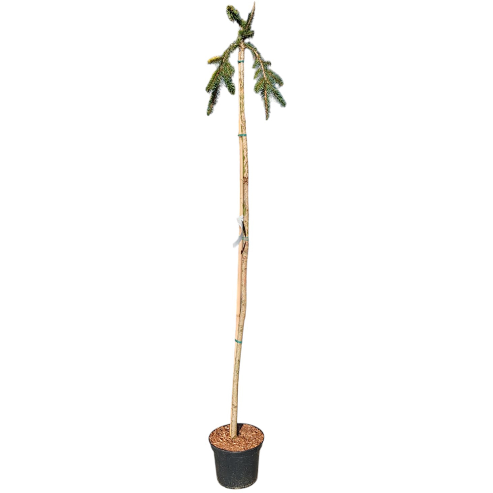 Picea Abies Gold Drift, H 1.5 m