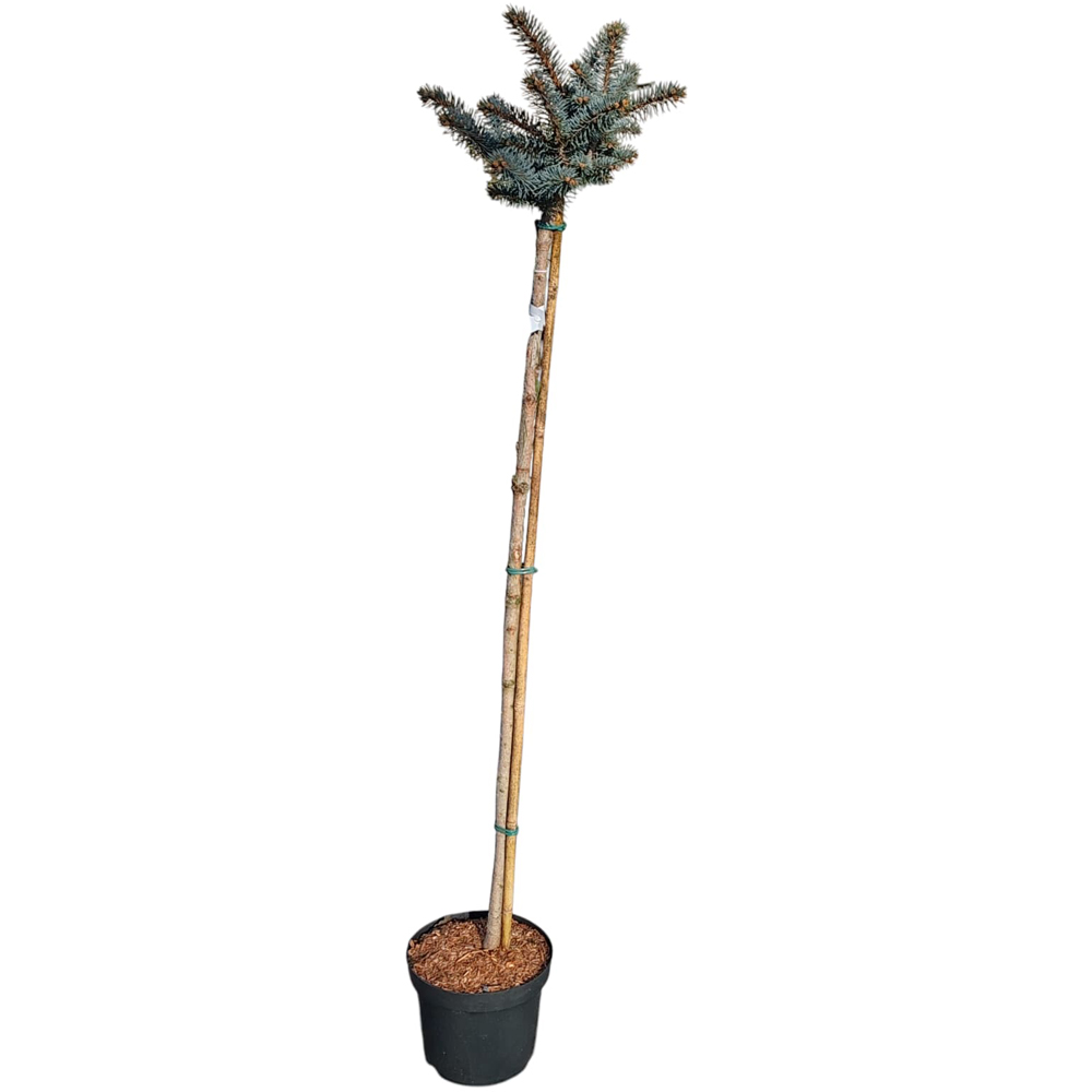Picea Pungens Glauca Globosa, H 1.2 m
