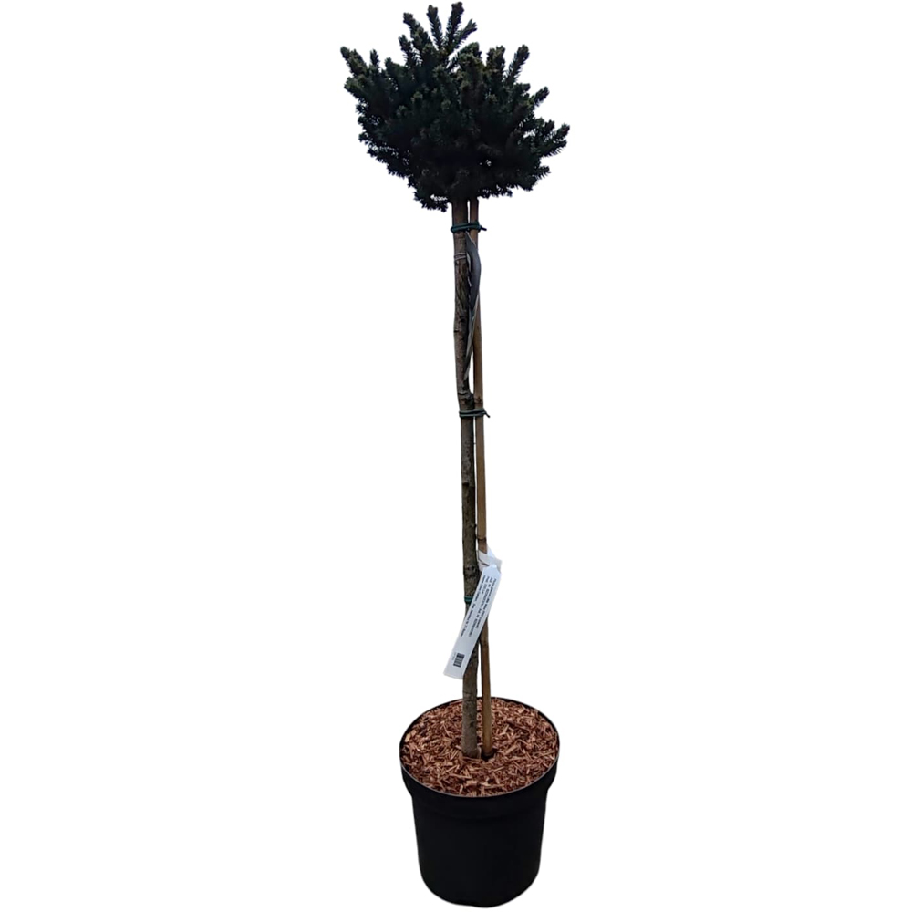 Picea Glauca Little Mike, H 80 cm