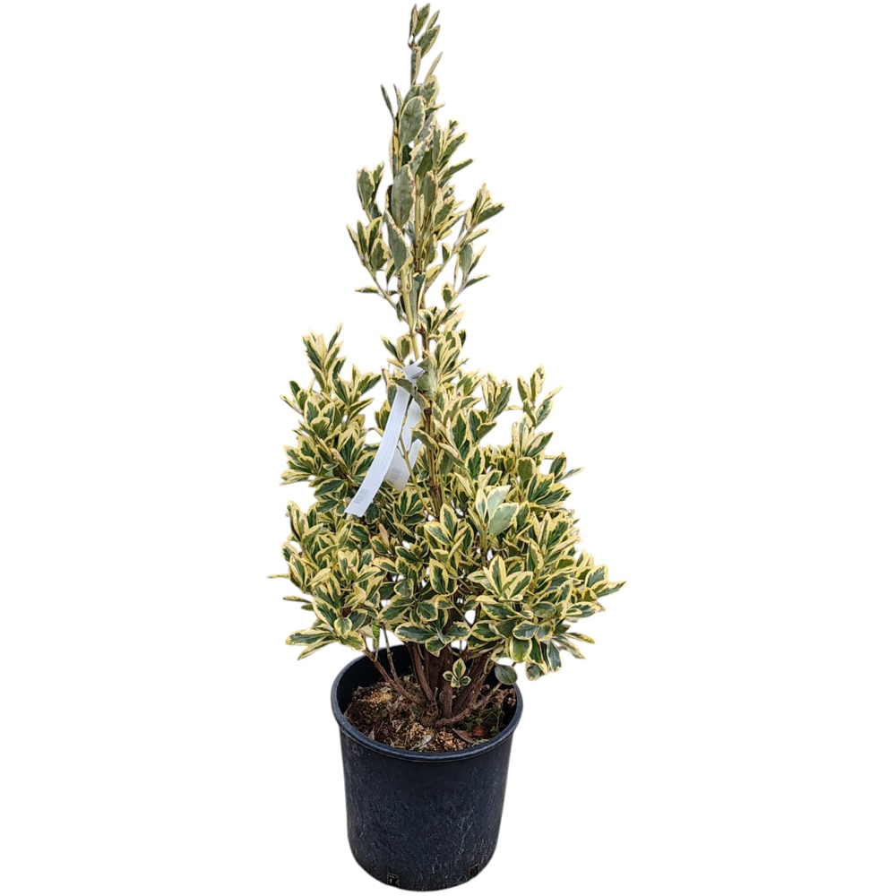Arbust ornamental Euonymus J Bravo, H 50 cm