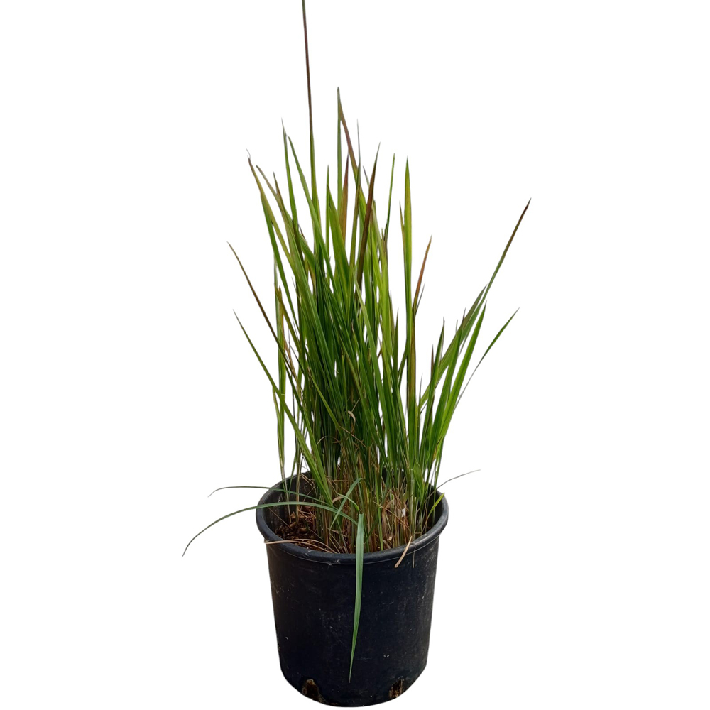 Iarba japoneza rosie (Imperata Cylindrica Red Baron), H 60 cm