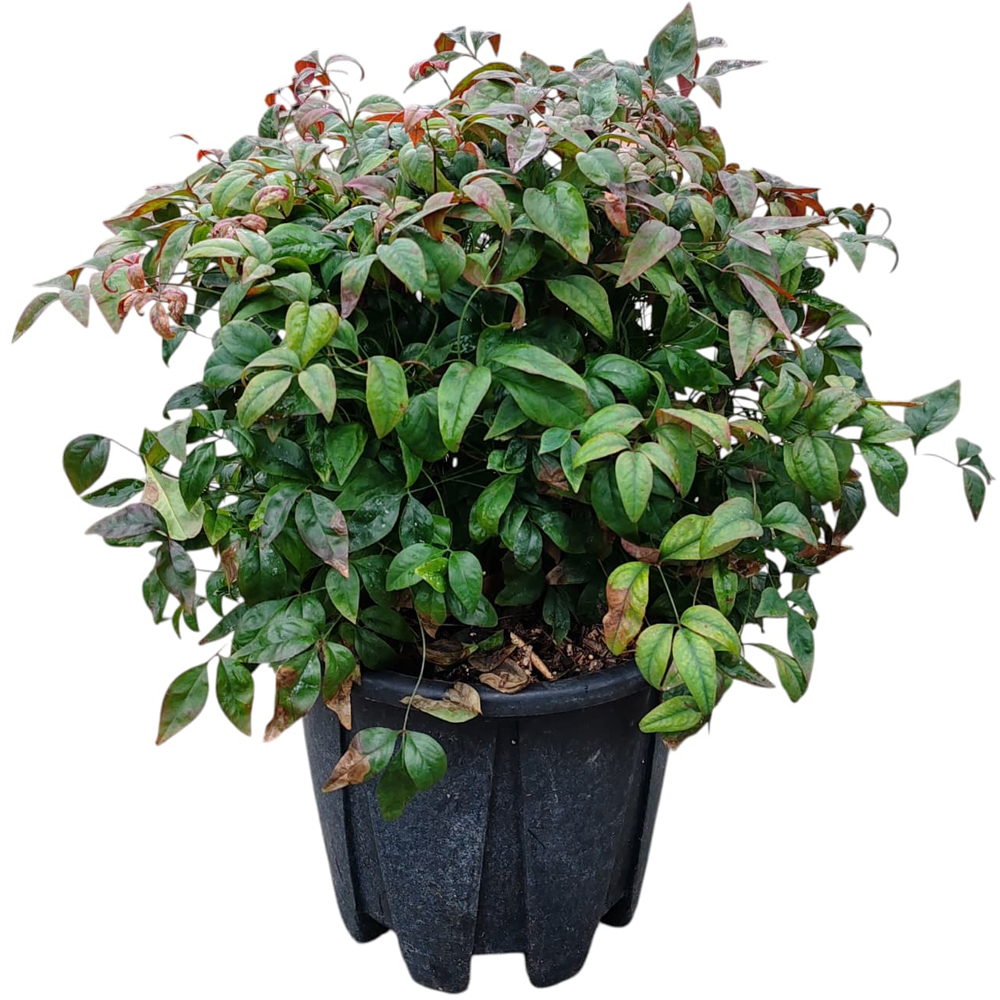 Arbust ornamental Nandina Domestica Fire Power, H 50 cm