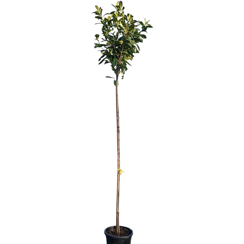 Laur cires (Prunus laurocerasus), H 300 cm