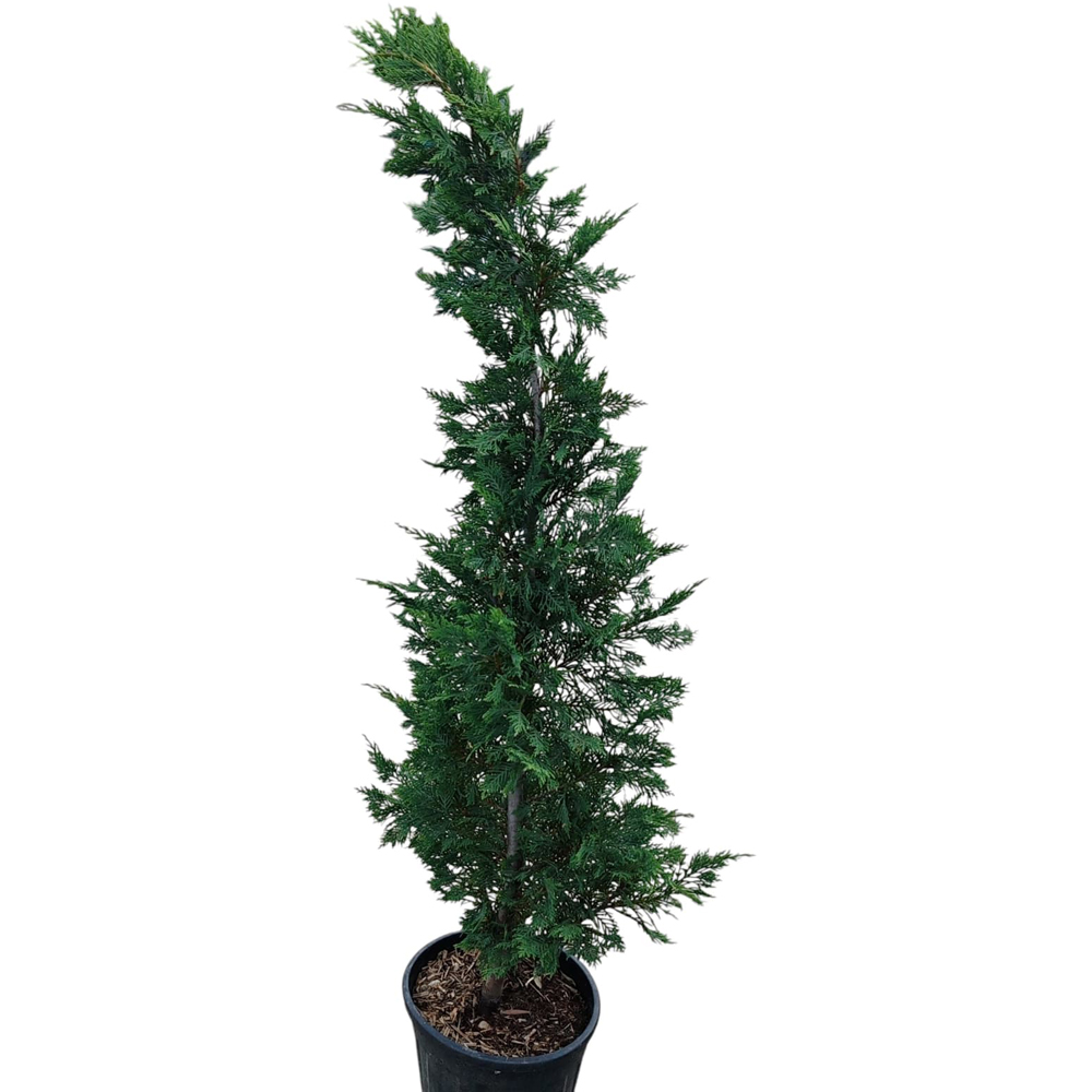 Chiparos Leyland (Cupressocyparis leylandii), H 120 cm