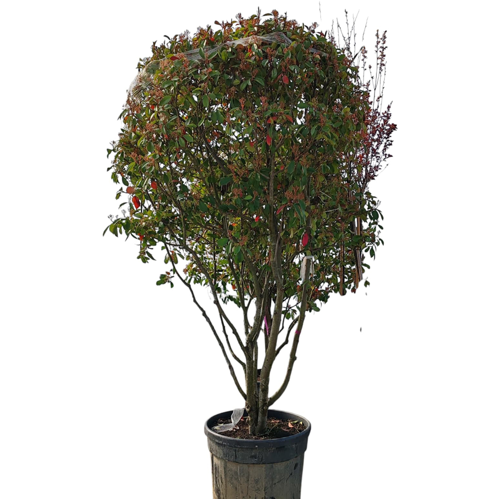 Photinia Fraseri Red Robin Fungo (Photinia fraseri), D90 cm, H 240 cm
