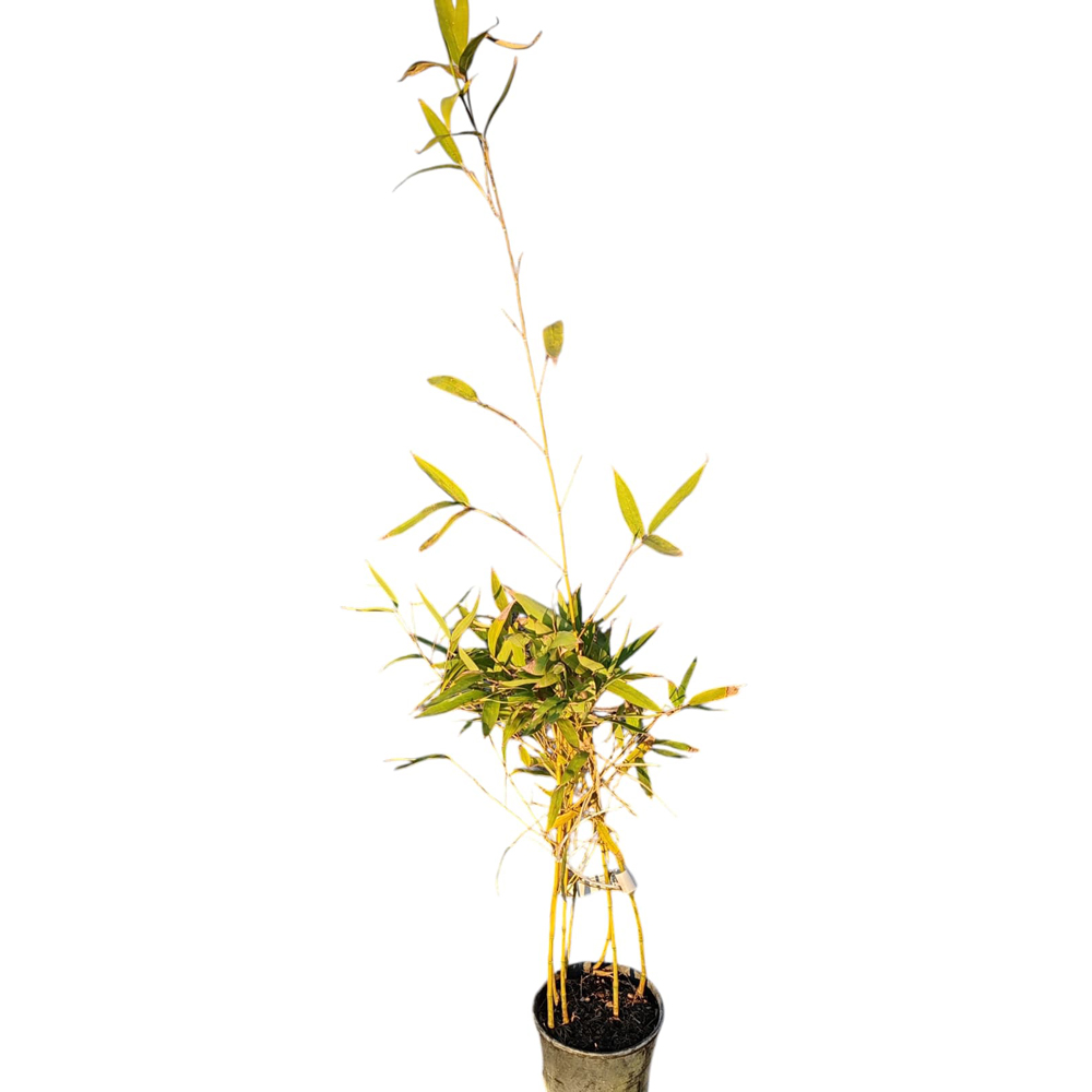 Phyllostachis Aurea (Phyllostachys aurea), D18 cm, H 80 cm