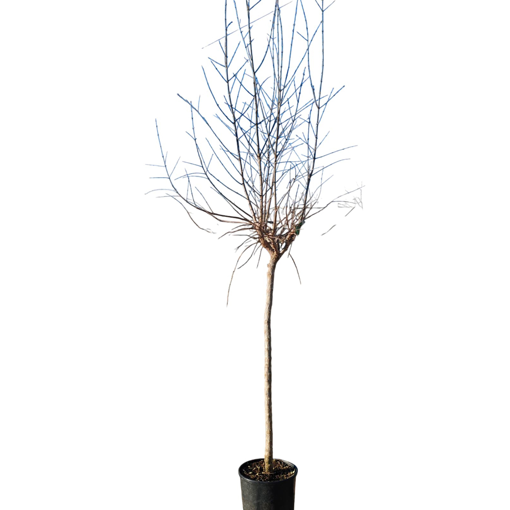 Rodiu (Punica granatum), D24 cm, H 150 cm